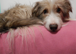 CLASES PARA PERROS ADOPTADOS