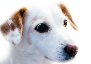 CLASES PARA CACHORROS